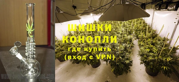 прущие грибы Осинники